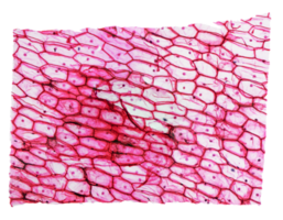 Onion epidermus micrograph png