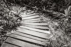 selva tropical plantas arboles senderos de madera sian kaan mexico. foto