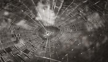 Beautiful spider web between rocks stones Muyil Mayan ruins Mexico. photo