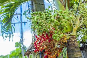 Betel nut palm tree with red fruits Koh Samui Thailand. photo