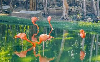 Pink flamingos in pond lake in luxury resort in Mexico. photo