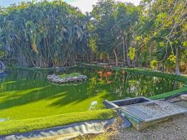 Pink flamingos in pond lake in luxury resort in Mexico. photo