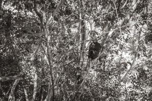 Termite nest on the tree or branch in jungle Mexico. photo