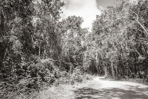 Tropical plants at natural jungle forest Playa del Carmen Mexico. photo