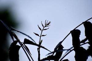 A Beautiful Snap of new leave of Plants photo