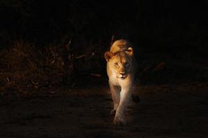 puesta del sol del retrato del león africano femenino foto