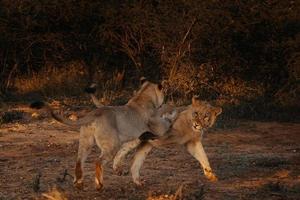 león africano hembra jugando con un palo al atardecer foto