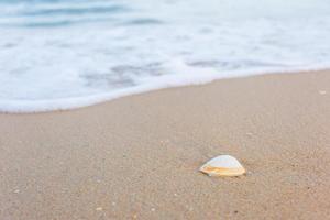 Shell is on the sand while seawater swash on sand as a natural background and sea view theme. photo