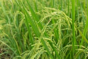 la planta de arroz produce granos en el campo de arroz verde, con plagas que se aferran a las hojas. foto