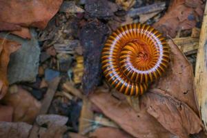 A coiled millipede can shaped roll into a ball on ground. photo