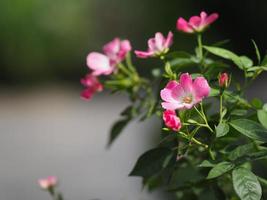 pink color flower blooming in garden blurred of nature background photo