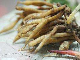 Krachai, Boesenbergia rotunda fingerroot, lesser galangal or Chinese ginger, is a medicinal and culinary herb from China and Southeast Asia shape of the rhizome resembles fingers grow Thai herb on ta photo