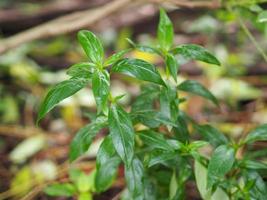 King of bitters Andrographis paniculata Burm, Wall. Ex Nees, Fah Talai jhon, Thai herbs relieve sore throat, reduce fever, heat up the cold green leaves vegetable nature protect coronavirus, covid-19 photo