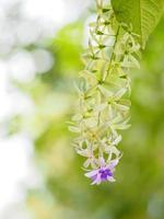 Sandpaper Vine. Purple Wreath. flower bunch purple bouquet of five petals, like a five pointed petal photo