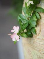 Cayenne Jasmine ,Periwinkle, Catharanthus rosea, Madagascar Periwinkle, Vinca, Apocynaceae Madagascar periwinkle photo