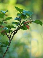 fruta de morera que florece en el árbol en el jardín en el fondo borroso de la naturaleza foto