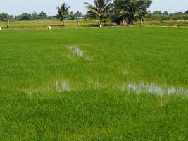 green paddy rice in the field plant, Jasmine rice on bush tree cloudy sky of nature background photo