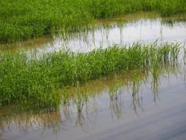 arroz con cáscara verde en la planta de campo, arroz jazmín en el cielo nublado del árbol del arbusto del fondo de la naturaleza foto