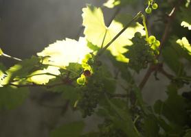 Sunlight over grape-yard leaves photo