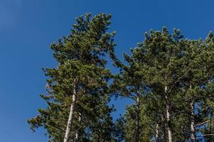 conifers and sky photo