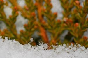 delicate snow crystals with shrub photo