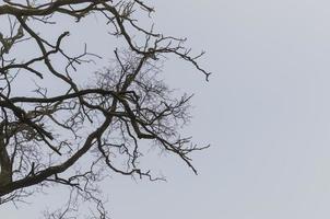 fog and bare tree photo