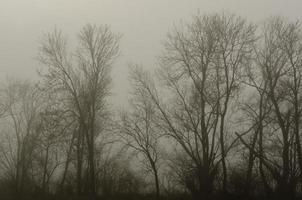 niebla en el bosque foto