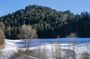 bosque y paisaje nevado foto
