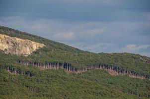 forest and trunks photo