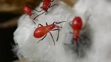 gros plan des punaises orange dans le gossypium sur fond de nature. video