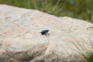 insecto en piedra de cerca foto