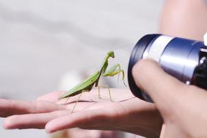 praying mantis on hand photo