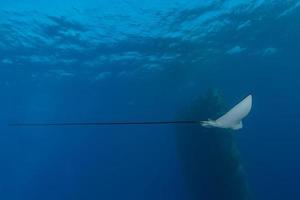 Fish swim in the Red Sea, colorful fish, Eilat Israel photo