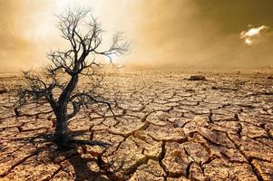 Trees die in a barren land because of global warming. photo