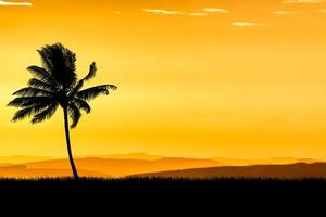 Coconut tree silhouette with beautiful natural light. for use as a background. nature view and sunset concept photo