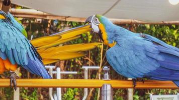 Macaws are birds photo