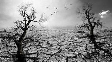 Trees die in a barren land because of global warming. photo