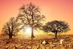 Trees die from drought due to global warming and deforestation. The concept of saving the earth, protecting the environment photo