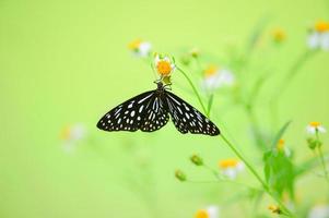 Beautiful butterflies in nature are searching for nectar from flowers in the Thai region of Thailand. photo