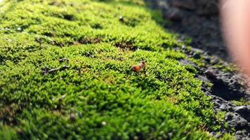 hormigas en musgo en foto con lente macro