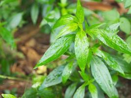 King of bitters Andrographis paniculata Burm, Wall. Ex Nees, Fah Talai jhon, Thai herbs relieve sore throat, reduce fever, heat up the cold green leaves vegetable nature protect coronavirus, covid-19 photo