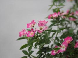 pink color rose flower blooming in garden blurred of nature background photo