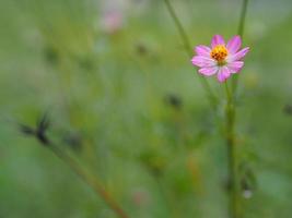 Pink flower Cosmos caudatus, Wild cosmos, Ulam Raja, King of Salad fresh blooming in garden green leaves food background photo