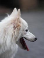 perro blanco, spitz japonés foto