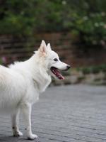 perro blanco, spitz japonés foto