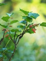 fruta de morera que florece en el árbol en el jardín en el fondo borroso de la naturaleza foto