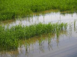 arroz con cáscara verde en la planta de campo, arroz jazmín en el cielo nublado del árbol del arbusto del fondo de la naturaleza foto