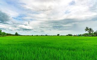 Landscape green rice field. Rice farm with mountain as background in rural. Green rice paddy field. Organic rice farm in Asia. Paddy field. Tropical landscape and white clouds sky. Agricultural farm. photo