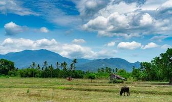 agricultura mixta y ganadería en tailandia. un agricultor arando con un tractor. vaca pastando hierba verde frente a la cabaña y la montaña con cielo azul y nubes blancas esponjosas. campo de arroz en verano. foto