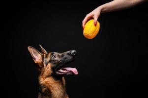 una mujer con un cachorro de pastor alemán de juguete amarillo. foto